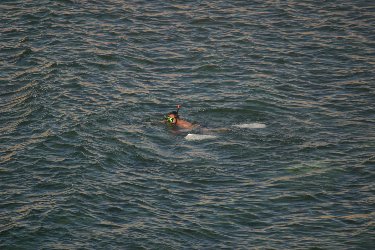 Snorkelling