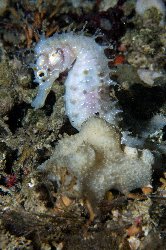 sea horse from a dive in gozo 