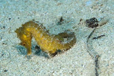 another stunning sea horse